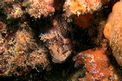 Bavosa ruggine (Parablennius gattorugine)