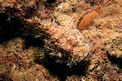 Scorfano rosso (Scorpaena scrofa)