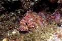 Scorfanotto (Scorpaena notata)