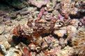 Scorfanotto (Scorpaena notata)