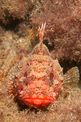 Scorfano (Scorpaena n.d.)