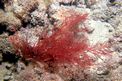 Alga rossa (N.d. n.d.)