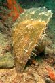 Pinna comune (Pinna nobilis)