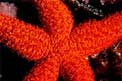 Stella rossa (Echinaster sepositus)