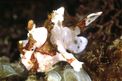Pesce rana maculato (Antennarius maculatus)