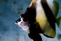 Pesce farfalla virgola (Heniochus intermedius)