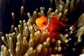 Pesce pagliaccio frenato (Amphiprion frenatus)