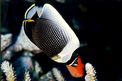 Pesce farfalla reticolato (Chaetodon reticulatus)