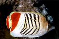 Pesce farfalla coda rossa (Chaetodon paucifasciatus)