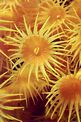 Parazoanthus (Parazoanthus axinellae)