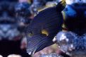 Pesce balestra striato (Balistapus undulatus)