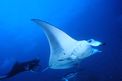 Manta (Manta birostris)