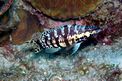 Sciarrano Arlecchino (Serranus tigrinus)
