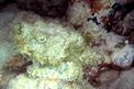 Pesce pietra (Synanceia verrucosa)