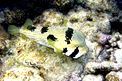 Pesce istrice (Diodon liturosus)