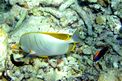 Farfalla testa gialla (Chaetodon xanthocephalus)