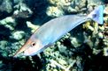 Pesce chirurgo unicorno (Naso brevirostris)