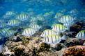 Chirurgo zebra (Acanthurus triostegus)