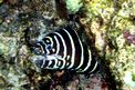 Murena zebra (Gymnomuraena zebra)