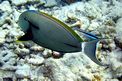 Pesce chirurgo nero (Acanthurus nigricauda)