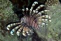 Pesce cobra (Pterois miles)