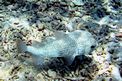 Pesce istrice (Diodon hystrix)