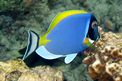 Pesce chirurgo (Acanthurus leucosternon)