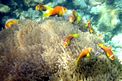 Pesce pagliaccio (Amphiprion nigripes)