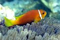 Pesce pagliaccio (Amphiprion nigripes)