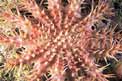 Stella corona di spine (Acanthaster planci)