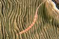 Pesce ago zebrato (Corythoichthys amplexus)