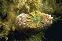 Lumaca ad ombrello (Umbraculum umbraculum)
