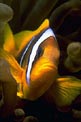 Pesce pagliaccio (Amphiprion bicinctus)