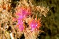 Flabellina rossa (Flabellina ischitana)