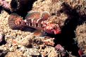 Ghiozzo boccarossa (Gobius cruentatus)