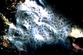 Spugna incrostante blu (Phorbas tenacior)