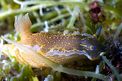 Doride dipinto (Hypselodoris picta)