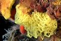 Spugna gialla (Clathrina clathrus)