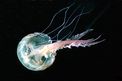 Medusa luminosa (Pelagia noctiluca)