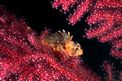 Scorfanotto (Scorpaena notata)