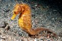 Cavalluccio marino (Hippocampus guttulatus)