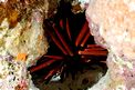 Riccio matita ardesia (Heterocentrotus mammillatus)