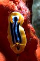 Nudibranchio pigiama (Chromodoris quadricolor)