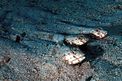 Pesce lucertola variegato (Synodus variegatus)