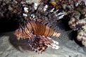 Pesce cobra (Pterois miles)