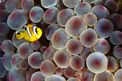 Pesce pagliaccio (Amphiprion bicintus)
