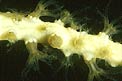Gorgonia bianca (Eunicella singularis)