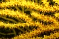 Gorgonia gialla (Eunicella cavolinii)