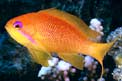 Castagnola  tropicale (Pseudanthias squamipinnis)