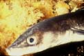 Grongo (Conger conger)